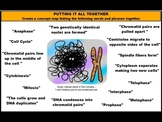 Cell Cycle Concept Map Activity