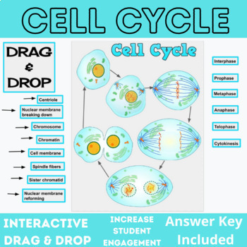 Preview of Cell Cycle Digital Drag & Drop Activity