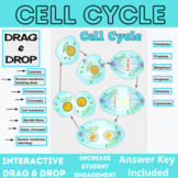 Cell Cycle Digital Drag & Drop Activity