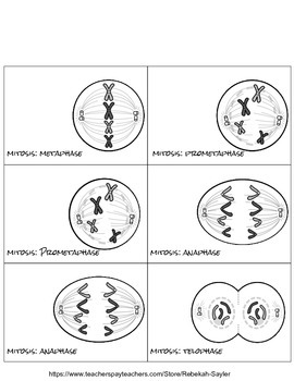 Mitosis Worksheet And Cell Division Flip Able By Rebekah Sayler Tpt