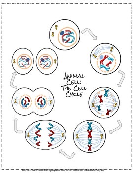 Mitosis Worksheet and Cell Division Flip-able by Rebekah Sayler | TPT