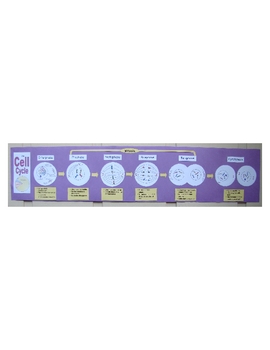 Preview of Cell Cycle Group Poster (Interphase, Mitosis, Cytokinesis) Ce-6