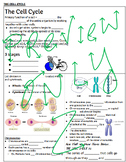 Cell Cycle Guided Notes