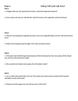 Worksheet 39 Mitosis Sequencing Answers - Promotiontablecovers