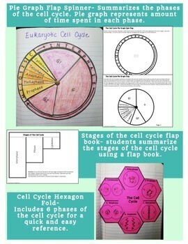 Cell Cycle Pie Chart