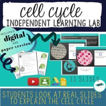 Preview of Cell Cycle Lab Activity - Digital & Paper Versions