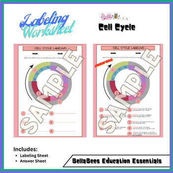 Preview of Cell Cycle Labeling Worksheet