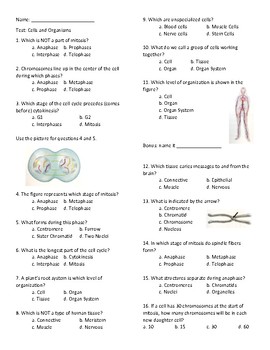 Cell Cycle  Meiosis Mitosis Test And Review By Mrs Coverts Class