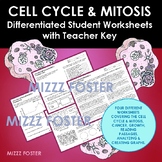 Cell Cycle & Mitosis Differentiated Worksheets (4 sheets)