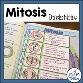 Mitosis Doodle Notes or Graphic Organizer