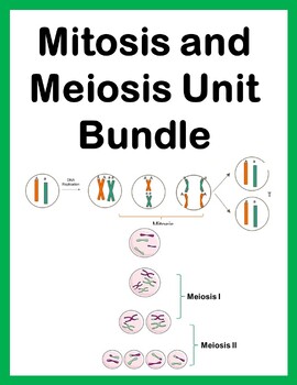 Preview of Cell Cycle, Mitosis & Meiosis FULL UNIT--growing bundle!!