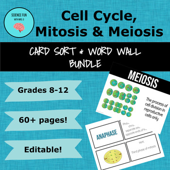 Preview of Cell Cycle, Mitosis & Meiosis Card Sort Activity & Word Wall Bundle