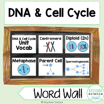 Preview of Cell Cycle Mitosis Meiosis Reproduction Word Wall Vocabulary Posters ELL ESL