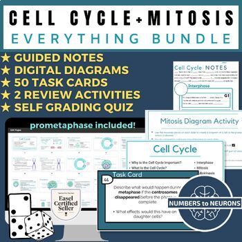 Preview of Mitosis Phases Bundle with Diagrams, Games & Worksheets for Stages of Mitosis
