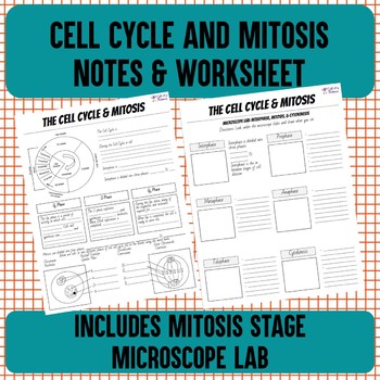 Preview of Cell Cycle & Mitosis Notes and Microscope Lab