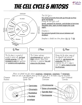 Cell Cycle  Mitosis Notes and Microscope Lab by Cellfie Science