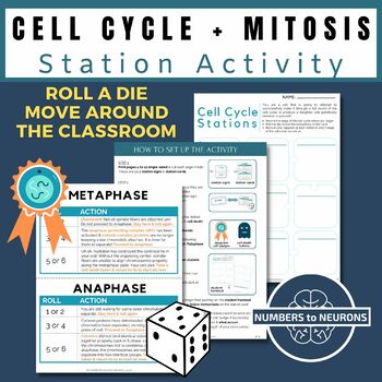 Preview of Mitosis Hands On Station Activity and Cell Cycle Worksheet with Phases Diagrams