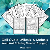 Cell Cycle, Mitosis and Meiosis Word Wall Coloring Sheets 