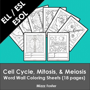 Preview of Cell Cycle, Mitosis and Meiosis Word Wall Coloring Sheets (18 pages)