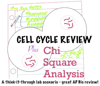 Preview of Cell Cycle/Mitosis and Chi-Squared Analysis Activity and Answer Key