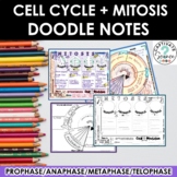 Cell Cycle and Mitosis Doodle Notes + PowerPoint  | Scienc