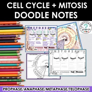 Preview of Cell Cycle and Mitosis Doodle Notes + PowerPoint  | Science Doodle Notes