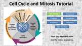 Cell Cycle and Mitosis Interactive Tutorial (updated and i