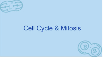 Preview of Cell Cycle and Mitosis Notes- Slides