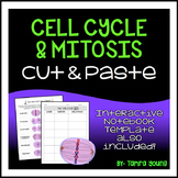 Cell Cycle and Mitosis Activity
