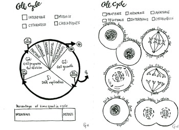 Preview of Cell Cycle and Mitosis coloring sheet