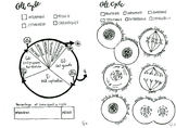 Cell Cycle and Mitosis coloring sheet