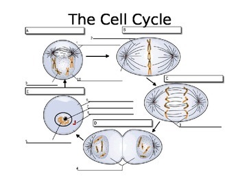 Cell Cycle worksheet by Ashley's Interactive Biology Notebooks | TpT