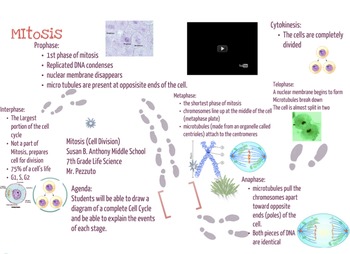 Preview of Cell Cycle/Mitosis RoadMap Notes