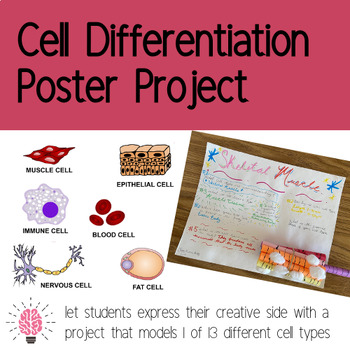 Preview of Cell Differentiation Poster Project