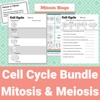 Preview of Cell Division Worksheet & Task Card Bundle Mitosis & Meiosis