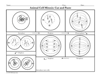 Cell Division Bundle of Coloring Pages and Activities for ...