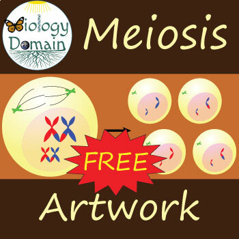 Preview of Meiosis Artwork and Labels Free!