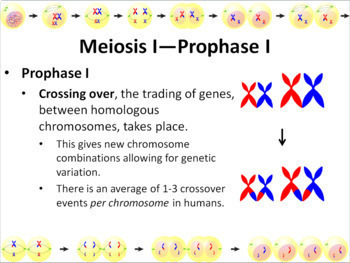 Cell Division: Meiosis Powerpoint Slide Show by Biology Domain | TpT