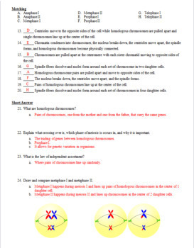 Cell Division Meiosis Test Review Questions And Answer Keys Tpt