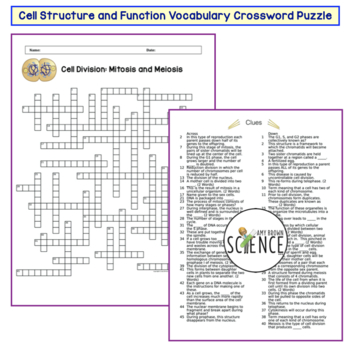 Cell Division Mitosis and Meiosis Crossword Puzzle by Amy Brown Science
