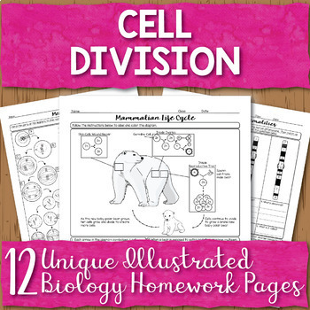 Preview of Cell Division Mitosis and Meiosis Unit Homework Page Bundle