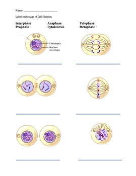 Preview of Cell Division Quiz-Mitosis