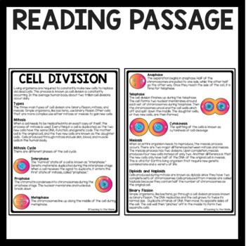 Cell Division Reading Comprehension Worksheet Mitosis And Meiosis Science