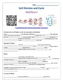 Cell Division and Cell Cycle WebQuest