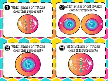 Ithaca The office Cerebrum Cell Division/Mitosis Task Cards + Record Sheet by Smith Science and Lit