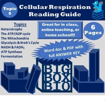 Preview of Guided Reading: Cell Energy, ATP, Cellular Respiration and Fermentation