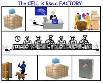 Preview of Cell Factory Analogy - Lesson Presentations, Activities, Skeleton Notes