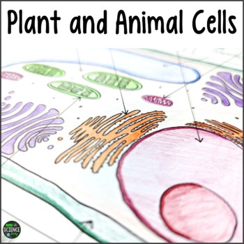 Preview of Plant and Animal Cells Worksheets & Activities: Cell Organelles