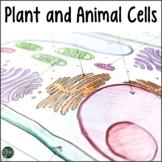 Plant and Animal Cells Worksheets & Activities: Cell Organelles