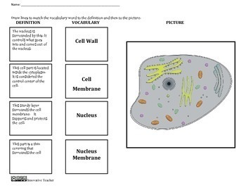 Cell Match NO Prep Worksheet (Homeschool Science) by Innovative Teacher